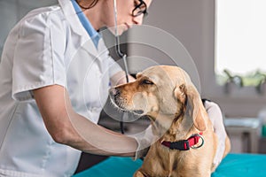 Veterinarian Examining Dog