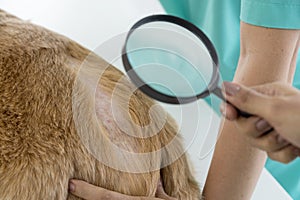 A veterinarian is examining a dog with dermatitis with a magnifying glass. Vet examining dog with bad yeast and fungal infection