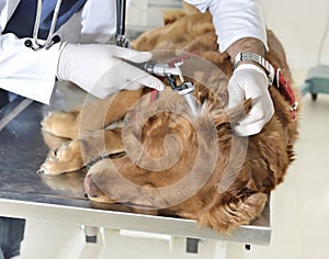 Veterinarian examining a dog photo