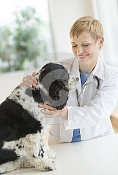 Veterinarian Examining Dog In Hospital