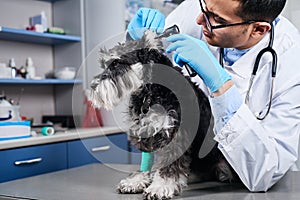 Veterinarian examining dog's ears with otoscope