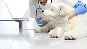 Veterinarian examining dog on table in vet clinic. exam of teeth, ears and fur.