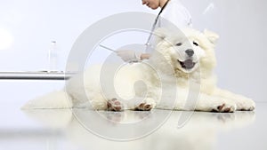 Veterinarian examining dog on table in vet clinic, and uses the digital tablet