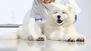 Veterinarian examining dog, uses stethoscope, in vet clinic