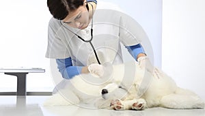 Veterinarian examining dog in vet clinic