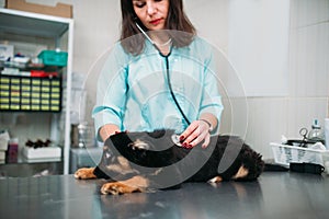 Veterinarian examining dog, veterinary clinic