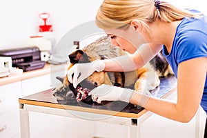 Veterinarian examining German Shepherd dog with sore mouth.