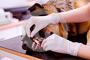 Veterinarian examining German Shepherd dog with sore mouth.