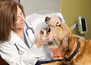 A Veterinarian Examining a Golden Retriever's Mouth