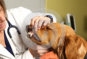 A Veterinarian Examining a Golden Retriever's Teeth