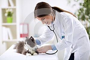 Veterinarian examining a kitten