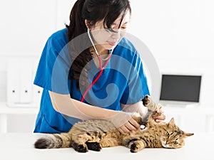 Veterinarian examining a kitten cat