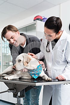 Veterinarian examining a labrador in hospital