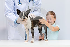 A veterinarian examining a little Boston Terrier dog in the pres