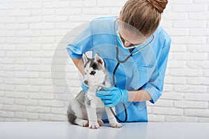 Veterinarian examining little husky puppy