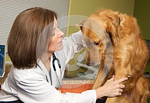 A Veterinarian Examining a Nervous and Scared Dog