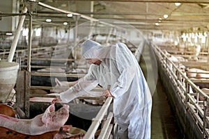 Veterinarian Examining Pigs at a Pig Farm photo