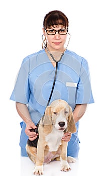 Veterinarian examining a puppy dog. isolated on white background