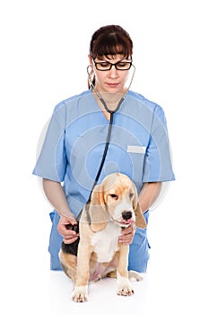 Veterinarian examining a puppy dog. isolated on white background