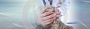 Veterinarian examining the teeth of a cat; panoramic banner