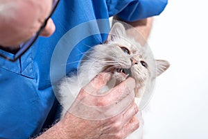 Veterinarian examining teeth of a sacred cat of burma