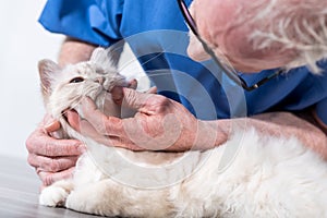 Veterinarian examining teeth of a sacred cat of burma