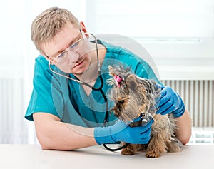 Veterinarian examining Yorkshire Terrier dog with stethoscope