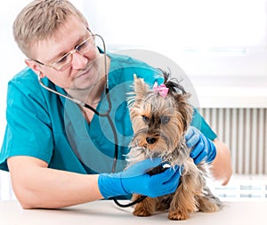 Veterinarian examining Yorkshire Terrier dog with stethoscope