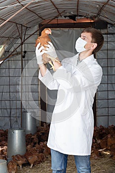 Veterinarian in facial mask taking look at chicken