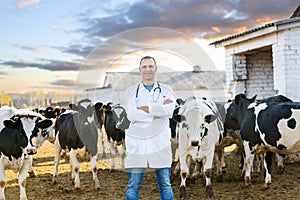 Veterinarian at farm cattle