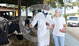 Veterinarian and farmer cows at farm