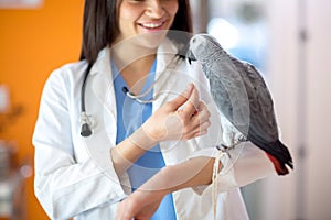 Veterinarian feeding African gray parrot