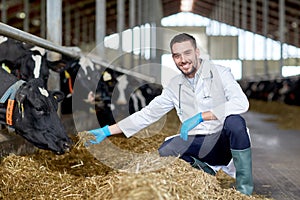 Veterinarian feeding cows in cowshed on dairy farm photo