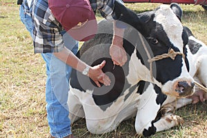 Veterinarian Finding the Cow's Vein photo