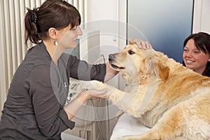 Veterinarian fondling golden retriever