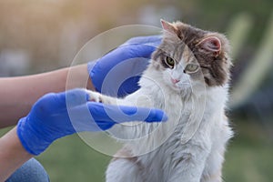 The veterinarian friendly holds the cat`s paw in the river outdoors. The concept of a veterinary clinic.