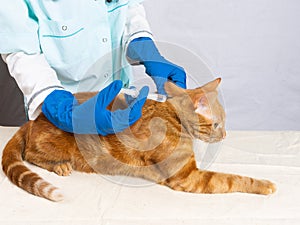 The veterinarian gives an injection to a bright red cat. Treatment of pets.