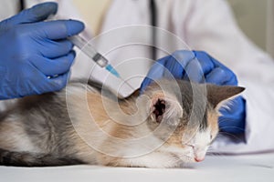 The veterinarian gives the kitten the first vaccination. Pet care and care.