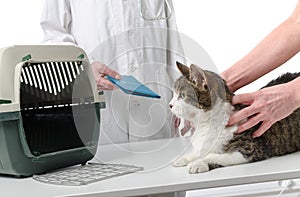 Veterinarian giving cat health record