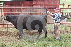 Veterinarian Giving a Cow a Shot in the Tail photo