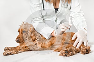 Veterinarian giving injection of a dog - veterinary concept