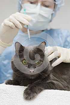 Veterinarian giving injection insulin to a cat