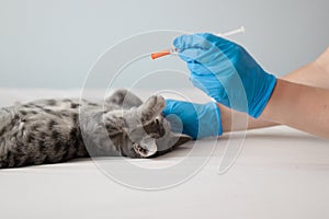 Veterinarian giving an injection to a cat, vaccination and prevention concept