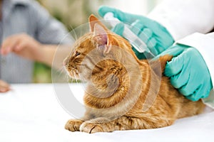 Veterinario Dare iniezione sul poco gatto 