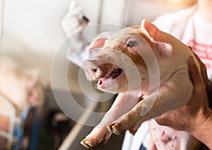 Veterinarian giving injection to piglet