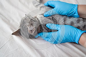 Veterinarian giving an injection to striped gray cat at home. Health care domestic animal.