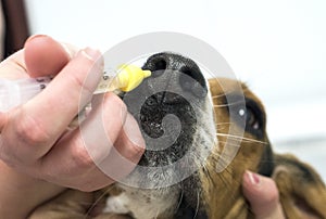 Veterinarian giving intranasal bordetella kennel cough vaccine to Beagle