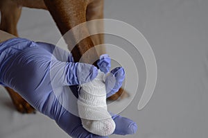 Veterinarian in a glove holds a bandaged dog`s paw