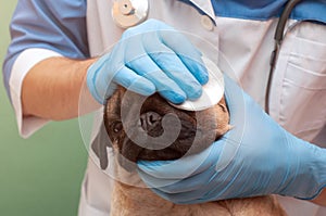 A veterinarian in gloves wipes the eye of a pug dog. tear injured eye