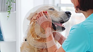 Veterinarian and golden retriever dog